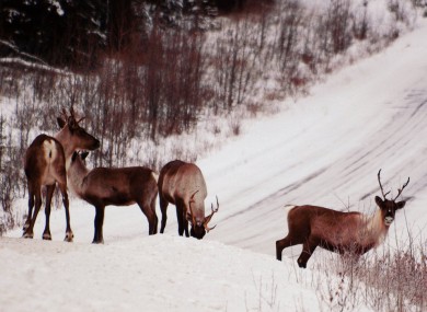 Some of Santa's reindeer, seen relaxing ahead of their lengthy journey earlier today.