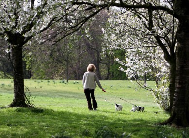 A woman walks her dogs in Red House Park, Birmingham, where temperatures exceeded 20°C today on the hottest day of the year so far.