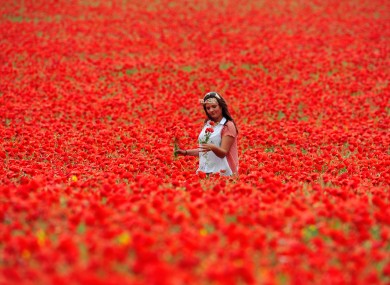 Elizabeth Glazie walks through a poppy field in Northumberland. The flowers have bloomed early due to warm weather.