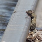 A wet mouse seeks safety from waters on a railway track near the flooded town of Percival, Iowa (AP Photo/Nati Harnik)