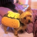 Bessie the Yorkie looks bun-tastic (@Irishmolly271)