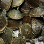 Mud turtles crawl inside a basket as they are shown to the press during a news conference by Thai customs in Bangkok, Thailand, Thursday, June 2, 2011. Thai customs authorities say 431 turtles and other rare reptiles were stuffed into four suitcases and smuggled into the Bangkok airport. (AP Photo/Apichart Weerawong)