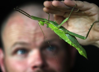 An Asian Jungle Nymph meets a staff member at Edinburgh Zoo today