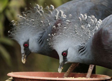 A pair of Western and Victorian crown pigeons eat from a feeding plate at the Kuala Lumpur Bird Park, Malaysia
