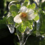 A layer of protective ice covers a new strawberry blossom in a field in Dover, Florida. Farmers spray a coating of water over their plants to save them from freeze damage. (AP Photo/Chris O'Meara)