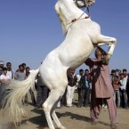 Around 150 horses are took part in a show  organised to promote, showcase and raise awareness about the Indian breeds of horses in Dholera , India. (AP Photo/Ajit Solanki)