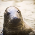 A recently rescued juvenile Grey Seal pup at the West Hatch RSPCA wildlife centre, where a number of seals have been brought in due to being beached in the recent storms across the UK. (Ben Birchall/PA Wire)