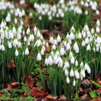 Snowdrops in early bloom at Rococo Gardens in Painswick, Gloucestershire, UK. Image: Tim Ireland/PA Wire