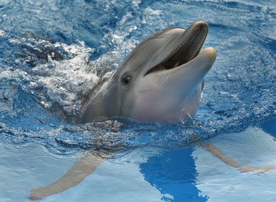 A dolphin at a public aquarium in Florida