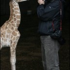 PA photographer Niall Carson sent us this one featuring him feeding a baby giraffe. The perks...