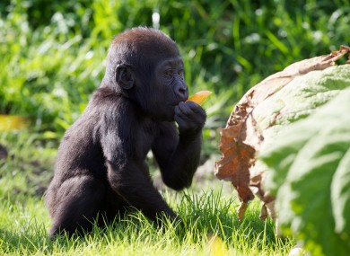 Baby Kituba having a snack