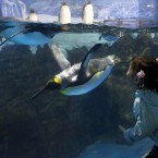 A child tries to kiss the penguins swim inside the Pole-Aquarium at the Laohutan Ocean World. (AP Photo/Andy Wong)