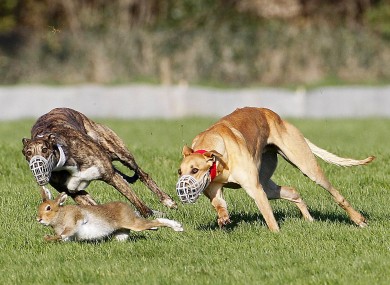 Hare coursing at Clonmel Racecourse last month