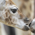 Giraffes love a good kiss (AP Photo/Jens Meyer)