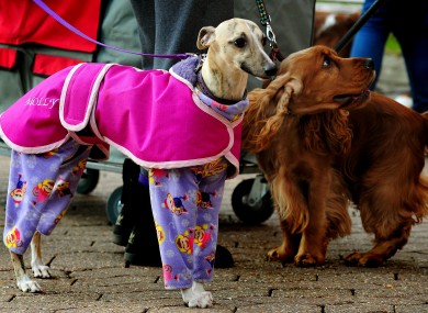 Here's a dog in pyjamas at the Crufts 2012 show in Birmingham today. No further comment.