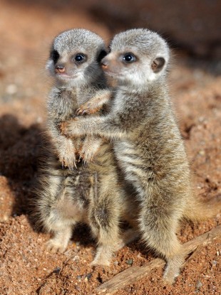 Two meerkat pups born at Bristol Zoo Gardens three weeks ago.