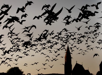 Geese taking off from a field in the Malahide Road area of Dublin earlier today