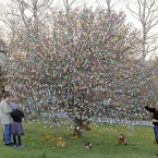 Volker Kraft decorates a tree with 10,000 Easter eggs in his garden in Saalfeld, Germany, Wednesday, March 21, 2012. The Kraft family has been decorating their tree for Easter for more than forty years. (AP Photo/Jens Meyer)