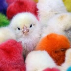 Dyed chicks are displayed for sale for Easter in the Bab Touma district in Damascus, Syria, on Easter Sunday. (AP Photo/Bassem Tellawi)