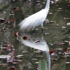 A Heron and a turtle appears at Iwatsuki Joshi Park in Iwatsuki, near Tokyo.  (AP Photo/Koji Sasahara)