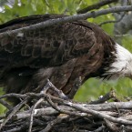 An American bald eagle feeds its young in their nest at Gray's Lake Park, in Des Moines, Iowa. (AP Photo/Charlie Neibergall)