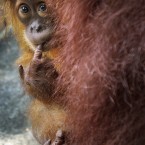 Bino, one-year-old Sumatran Orang Utan, peeps from behind his mother at the Singapore Zoo. (AP Photo/Wong Maye-E)