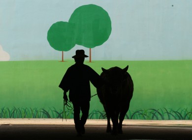 Kang Sang-gi pulls his bull Ja Mi Sung to an arena to fight against its opponent Dae Gam during the 2012 Bullfighting Festival in Cheongdo, South Korea.