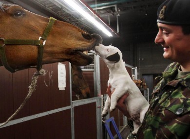 Captain Owen Baynon Brown introduces his dog, Lord Percy, to his horse Tango at Wellington Barracks as the King's Troop Royal Horse Artillery prepare for the Queen's Diamond Jubilee celebrations.