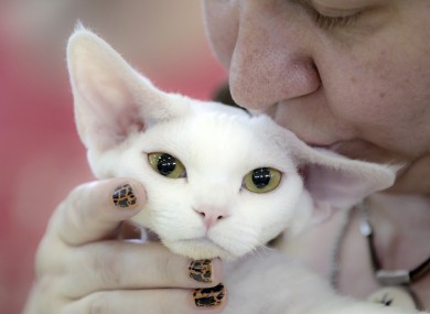 A Devon Rex is kissed by it's owner during an international feline beauty competition in Bucharest, Romania
