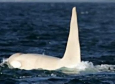 Iceberg - the world's first albino whale