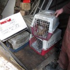 The ISPCA rescued a number of dogs from the location.