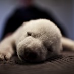 Awwwwwww (Rasmus Flindt Pedersen/POLFOTO)
