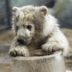 Someone needs a wash (AP Photo/Nathan Denette, The Canadian Press)