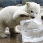 Ice to see you (AP Photo/Nathan Denette, The Canadian Press)