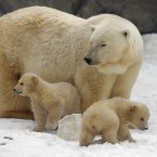 (AP Photo/Alexander Zemlianichenko)