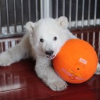 Play ball (Photo by Chu Yang/ChinaFotoPress)