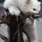 (AP Photo/Frank Augstein)