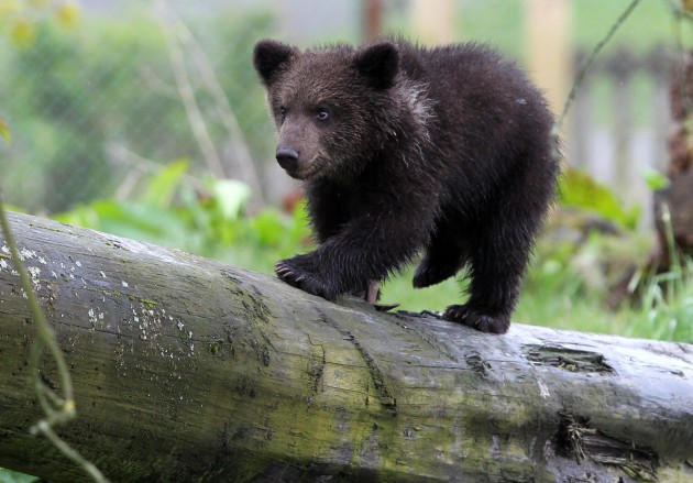 Brown bear cub