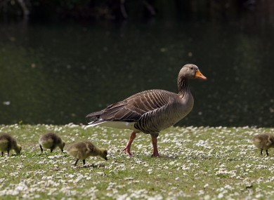 A family of geese enjoy the sunshine in a London park