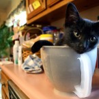 Cat in a measuring cup or jug. Let's not split hairs. 