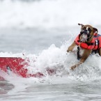 Hanzo, a three-year-old Boxer begins a wipeout (AP Photo/Gregory Bull)