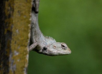 An Indian garden lizard hangs from a pole at the Alipore Zoological Gardens in Kolkata, India.