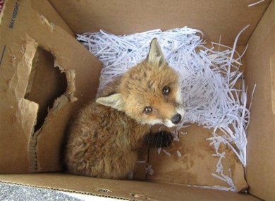 A recently orphaned fox cub in need of assistance.