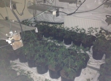 Inside one of the growhouses in Galway