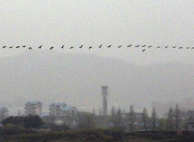 Birds fly across the demilitarised zone along the border between North and South Korea.