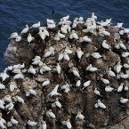 A small portion of around 250,000 seabirds crowding the cliffs at the RSPB Nature Reserve at Bempton Cliffs in England - they will fly away in August for their winter grounds. (John Giles/PA Wire)