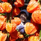 Woman sell Chinese lantern plants in Tokyo. (AP Photo/Shizuo Kambayashi)