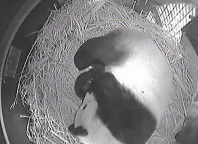 Bai Yun just prior to giving birth