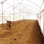 Creating beds for planting tomatoes