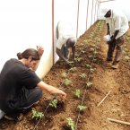 Weeding the plants and adding compost at the greenhouse in Sarambei